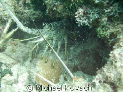 Couple of lobster on tne inside reef at Lauderdale by the... by Michael Kovach 